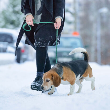 femme promène son chien sous la neige