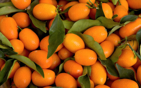 kumquats