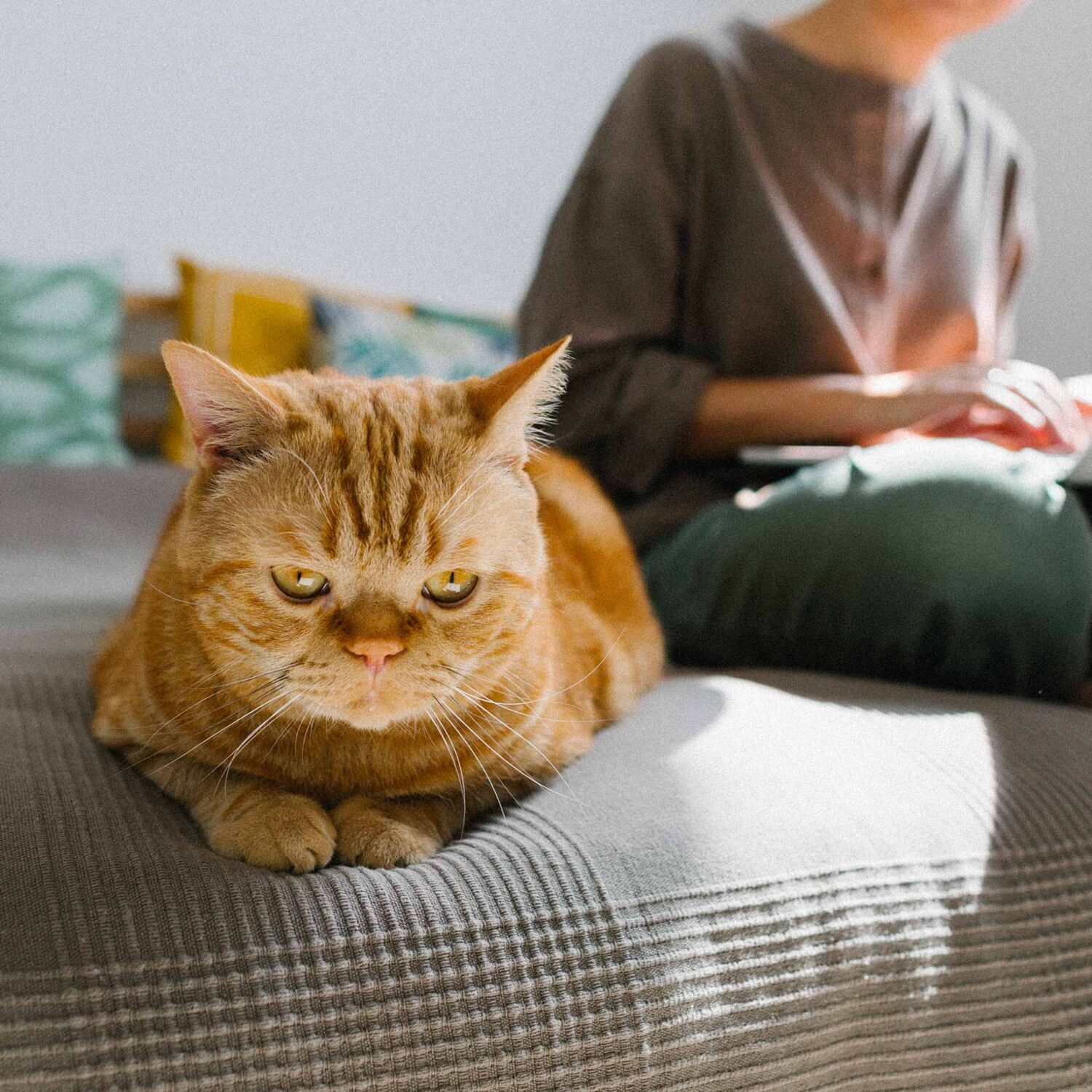 chat et femme travaillant sur un ordinateur